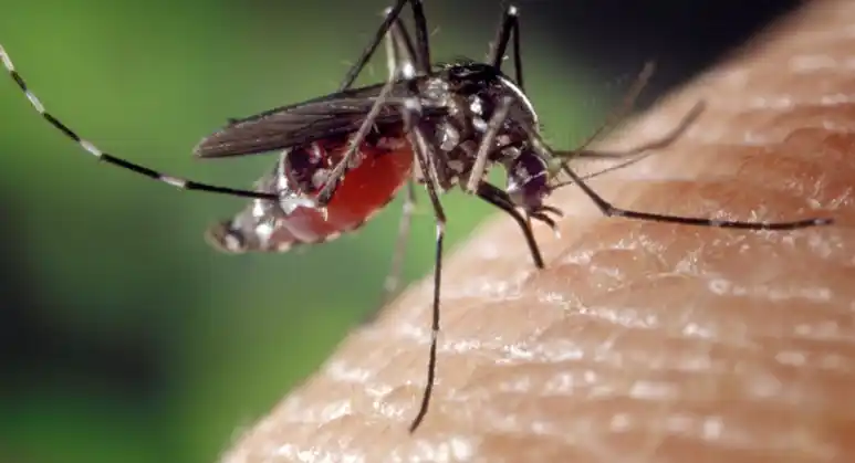 Image from ModenaToday: Non è Dengue: sospesi i trattamenti in zona musicisti Negativi gli esi...