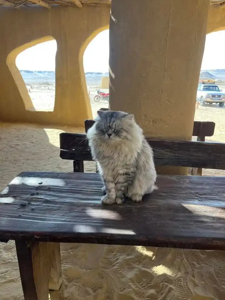 Image from يلا نخيم - Go camping: القط ده بيقابل أشخاص من كل أنحاء العالم 🩵♥️ و الحمدلله انه مبسوط فى ا...
