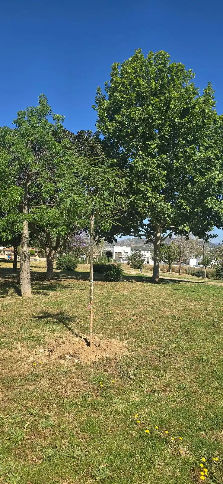 Image from Alhaurín de la Torre, Calidad de Vida: El Ayuntamiento planta 230 árboles de varias especies en distintas zon...