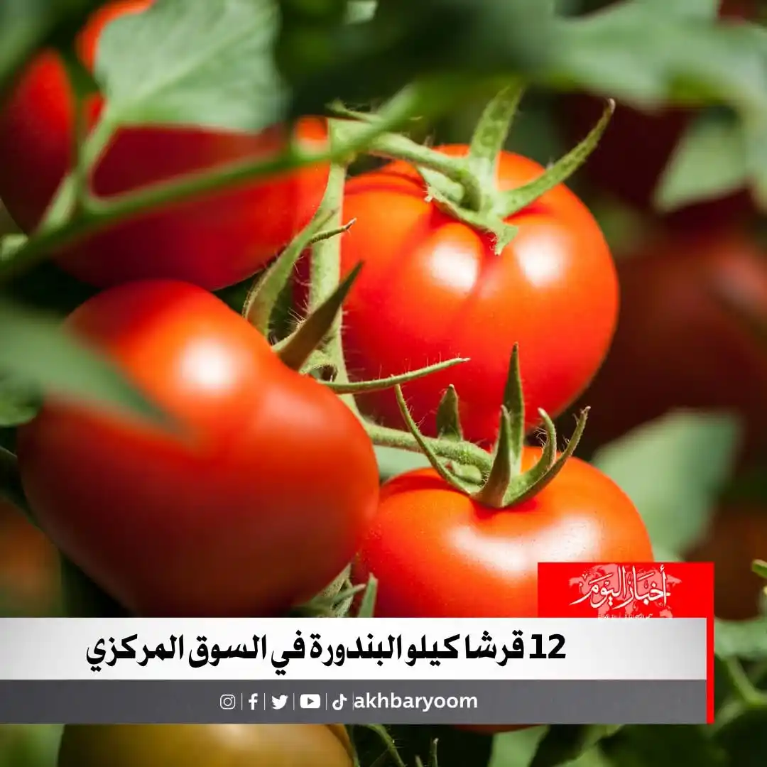 Image from وكالة أخبار اليوم: 12 قرشا كيلو البندورة في السوق المركزي https://www.akhbaralyoom.com/ar...