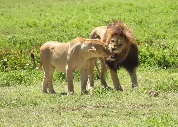 Image from Samawati Safari: *🌍 Ngorongoro National Park – Tanzania 🇹🇿* ➤ *Mahali*: Kaskazini m...