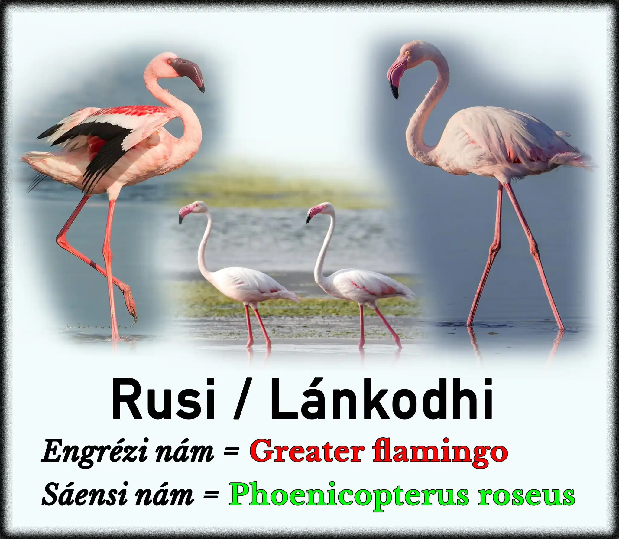 Image from Balóchi: Rusi...