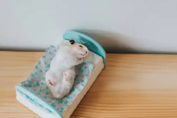 Image from Stargazer's Mystique — Your Study Place!: ㅤㅤㅤㅤㅤㅤ‿︵˓ ʚ♡ɞ ˓ ︵ ͜ ㅤㅤ ݂ ͘ ౨ৎ *FUN FACT* .ᐟ ⟢ ۫ ㅤㅤㅤㅤㅤㅤ︶ ͡...