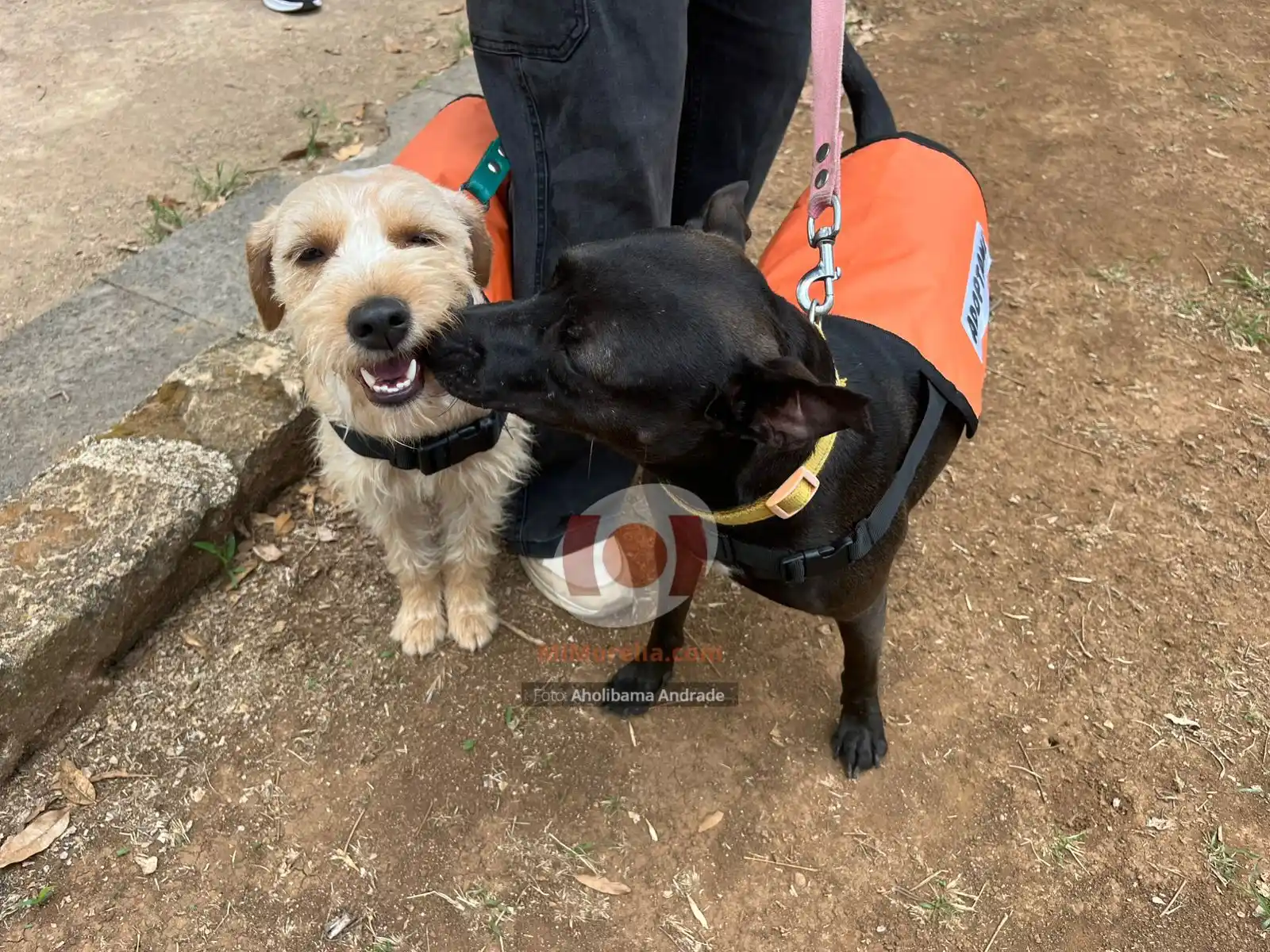 Image from MiMorelia.com Noticias: 🐈🐶Esta tarde se lleva a cabo la Feria de Adopción Meraki de gatitos ...