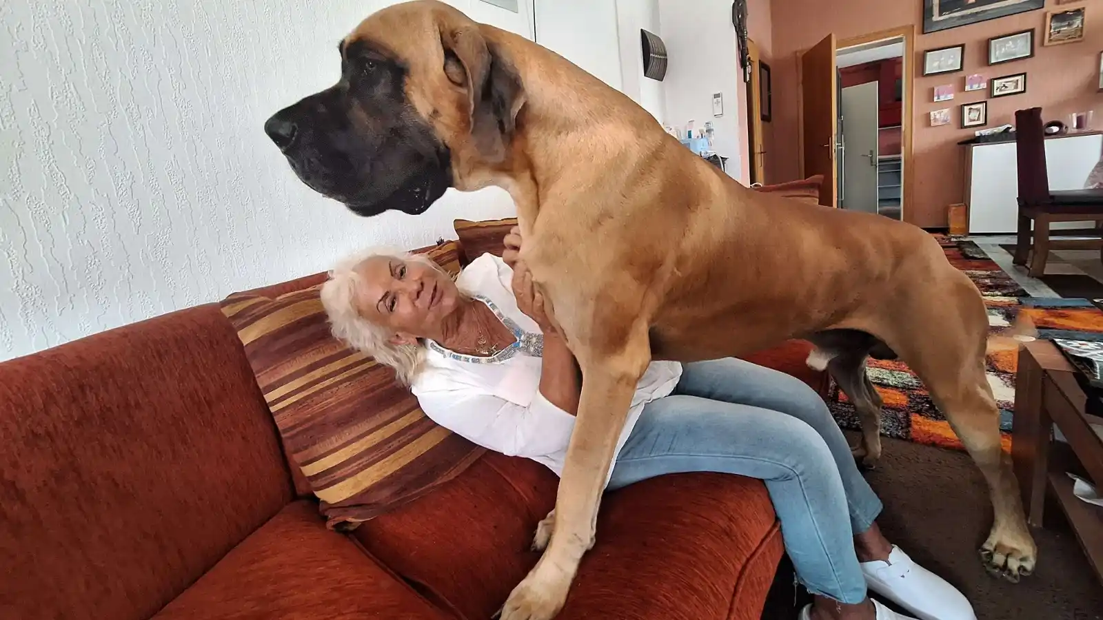 Image from NW Herford: ➡️ *Europasieger Dogge aus Kirchlengern:* Heidrun Kläsener und ihr Rüd...