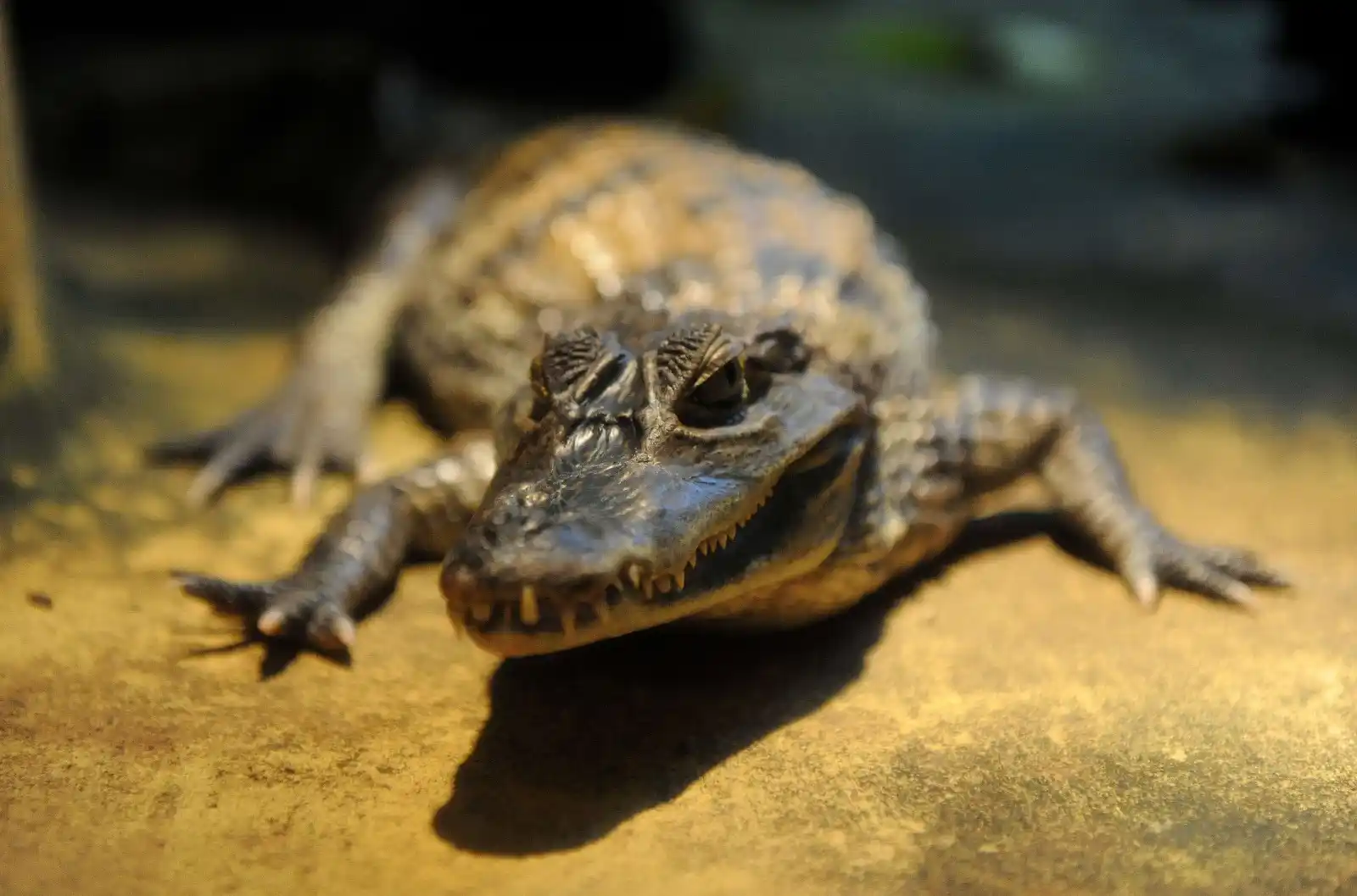 Image from NW Herford: ➡️ *Exotische Haustiere im Kreis Herford:* Krokodile und Kängurus unte...