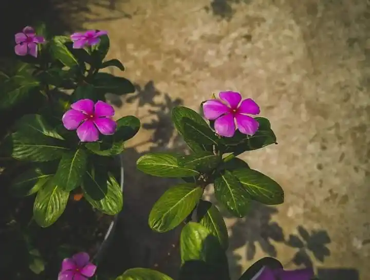 تـوَّاقـة لـلـجِـنـان •|❀ نصائح قرآن أذكار فيديوهات مواعظ صور ورد حزن فرح كتب عبارات رسائل اقتباسات. post