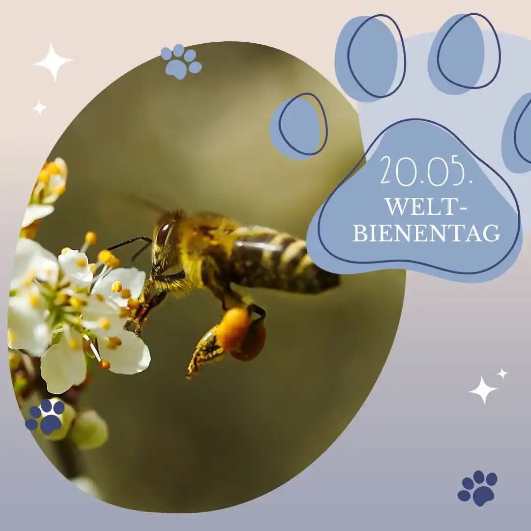 Image from Kleintierpraxis Hechtsheim: Am 20. Mai ist Weltbienentag – ein guter Anlass, sich bewusst zu mache...