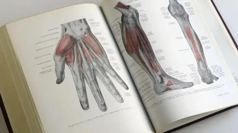 Image from CADENA COPE: 💪 Este es el músculo del cuerpo que está desapareciendo: casi el 15% ...