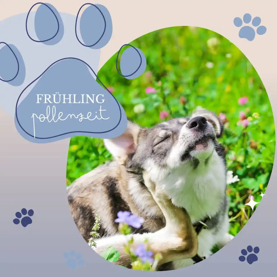 Image from Kleintierpraxis Hechtsheim: Mit dem Frühling beginnt für viele Hunde die unangenehmste Zeit des Ja...