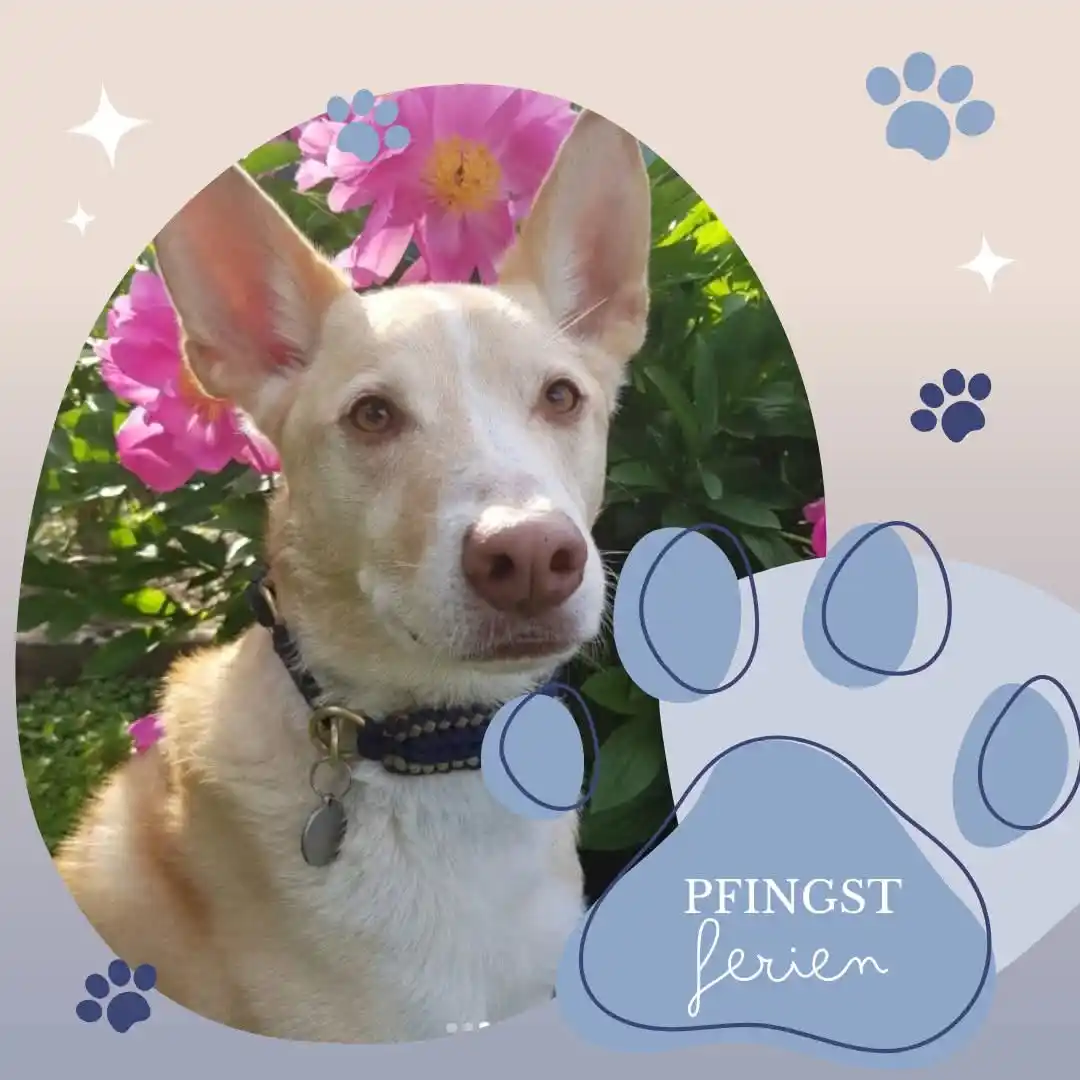 Image from Kleintierpraxis Hechtsheim: 🌸 Pfingstpause in unserer Praxis 🌸 Wir gönnen uns und unserem Team ...