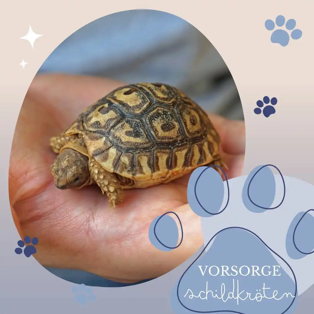 Image from Kleintierpraxis Hechtsheim: 🐢 Schildkröten wirken ruhig und genügsam – doch ihre Haltung ist komp...