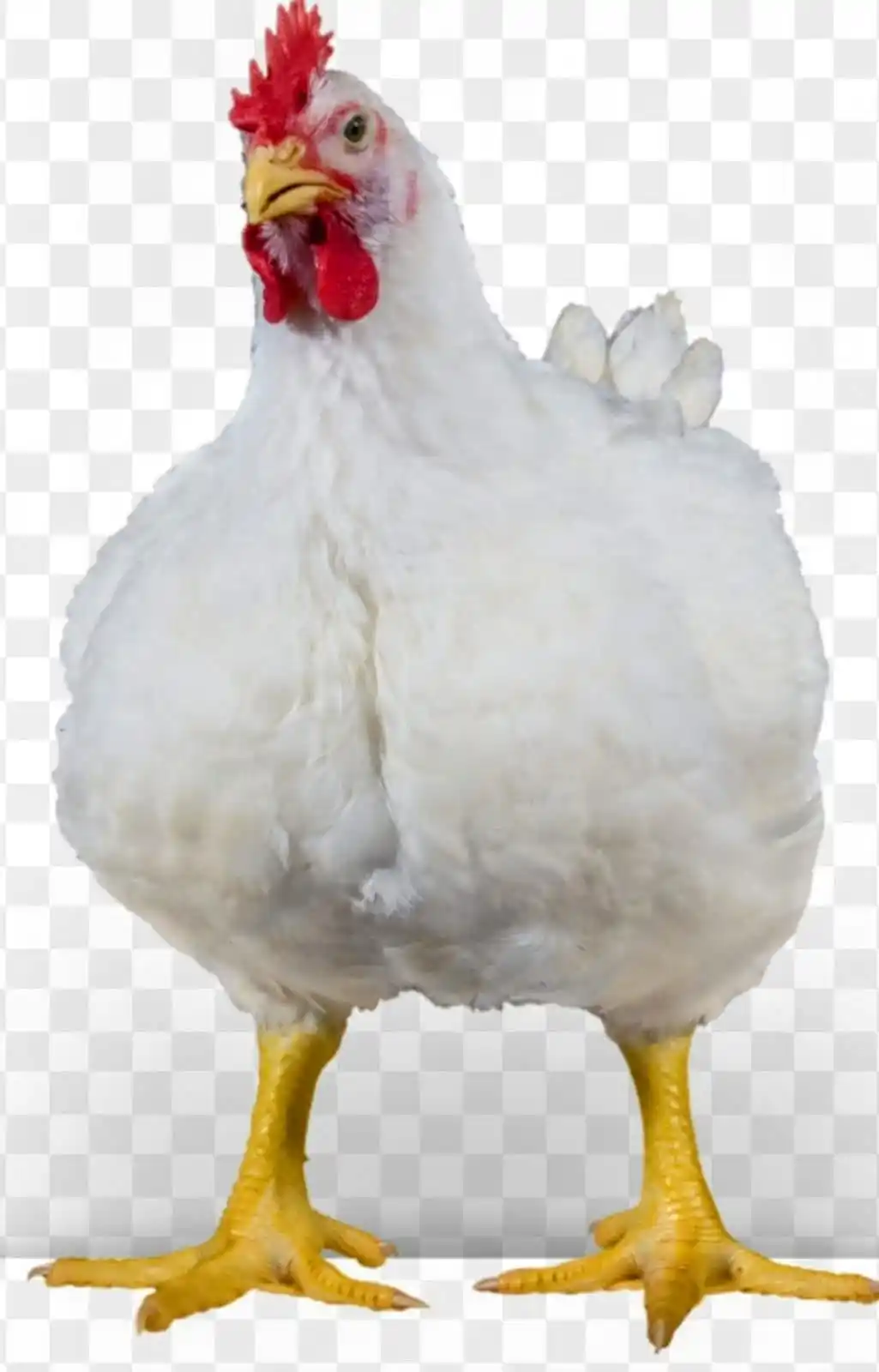 Image from Nile Feeds and Cereals Supplies: ✨️✨️BEST BROILERS CHICKEN BLEEDS 🐔✨️ Here are some of the best broil...