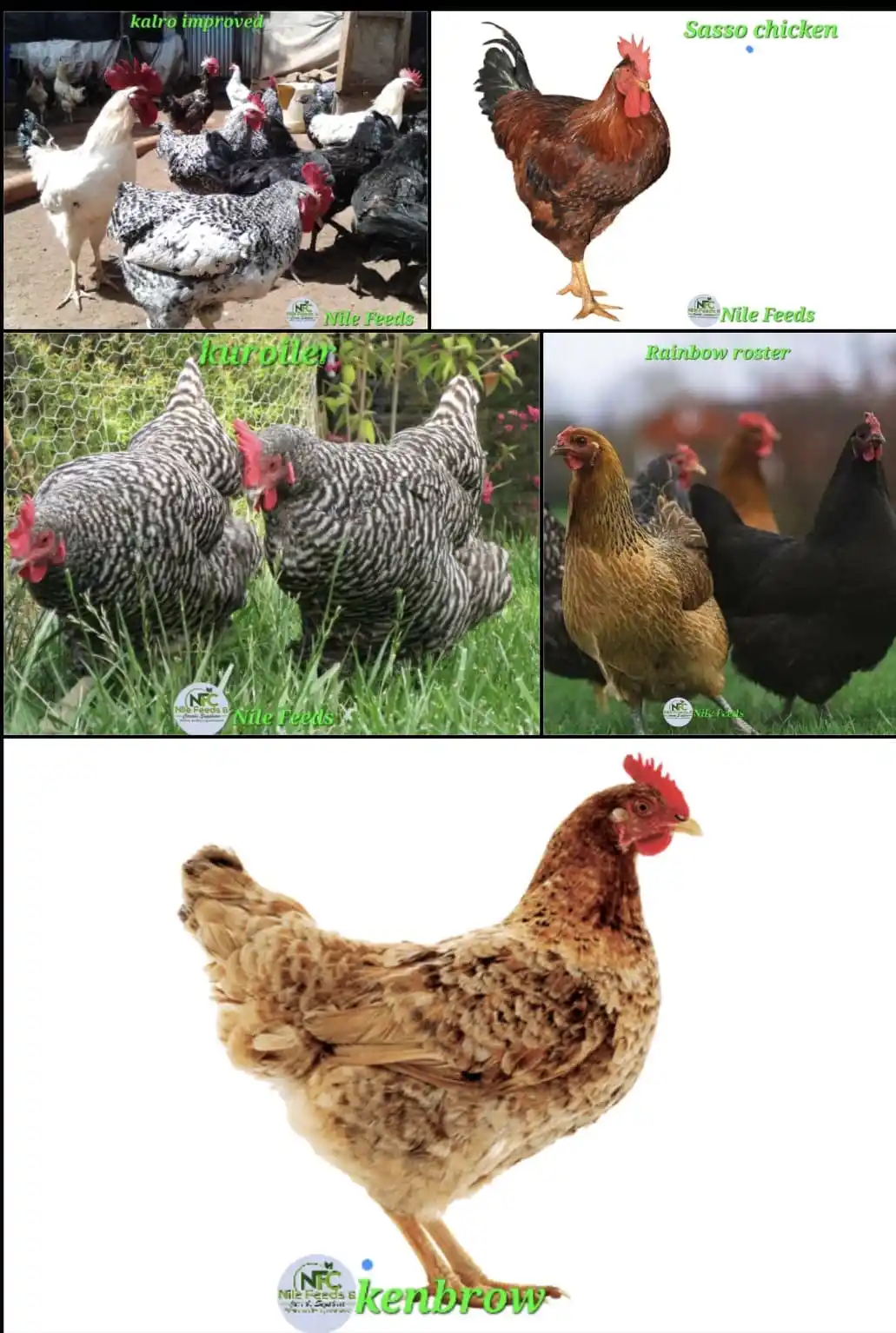 Image from Nile Feeds and Cereals Supplies: ✨️✨️BEST IMPROVED KIENYEJI CHICKEN BLEEDS The term "best improved Ki...