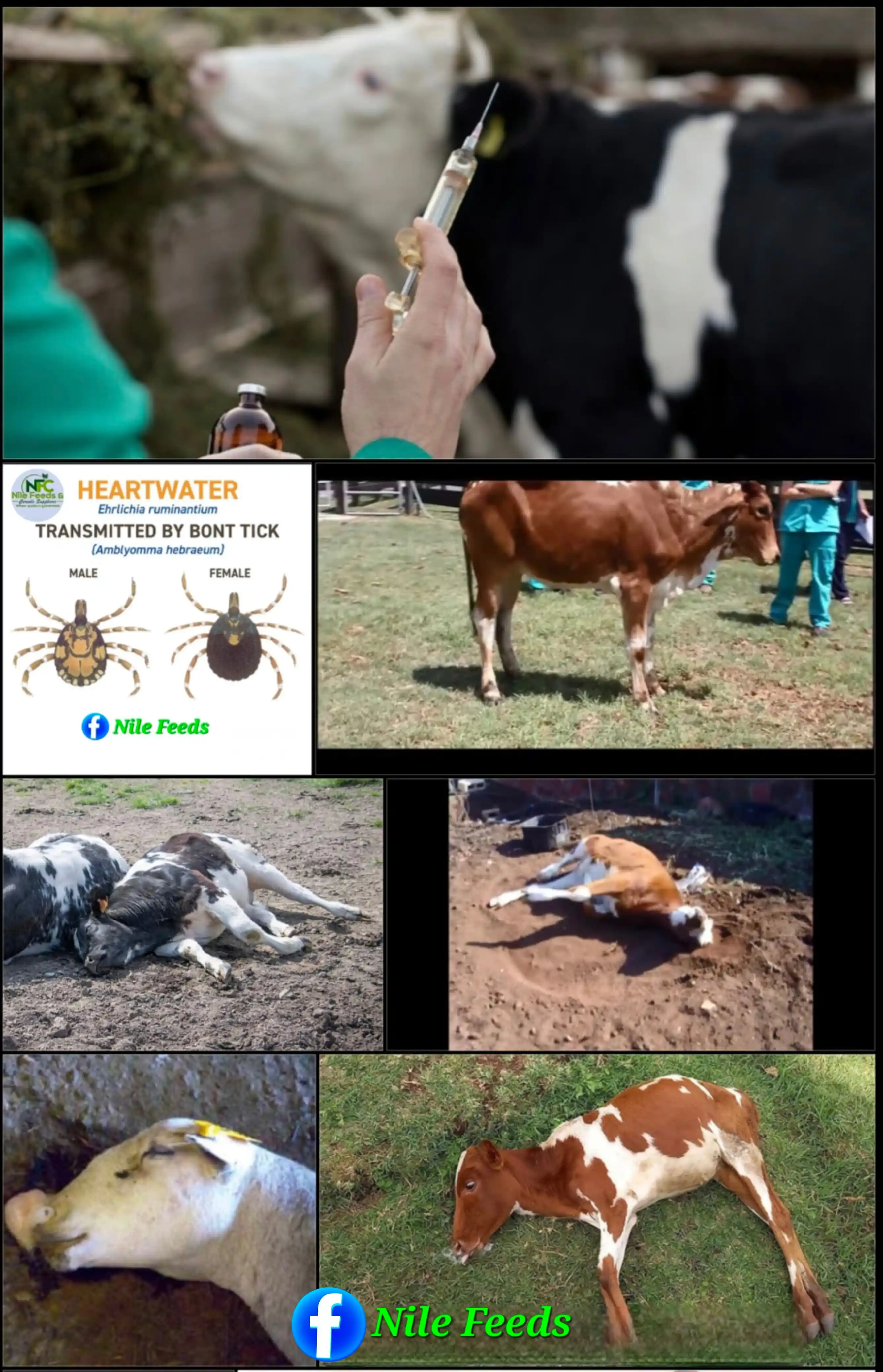 Image from Nile Feeds and Cereals Supplies: ✨️✨️✨️COWDRIOSIS DISEASE ALSO KNOWN AS HEARTWATER DISEASE ✨️ Cowdrios...