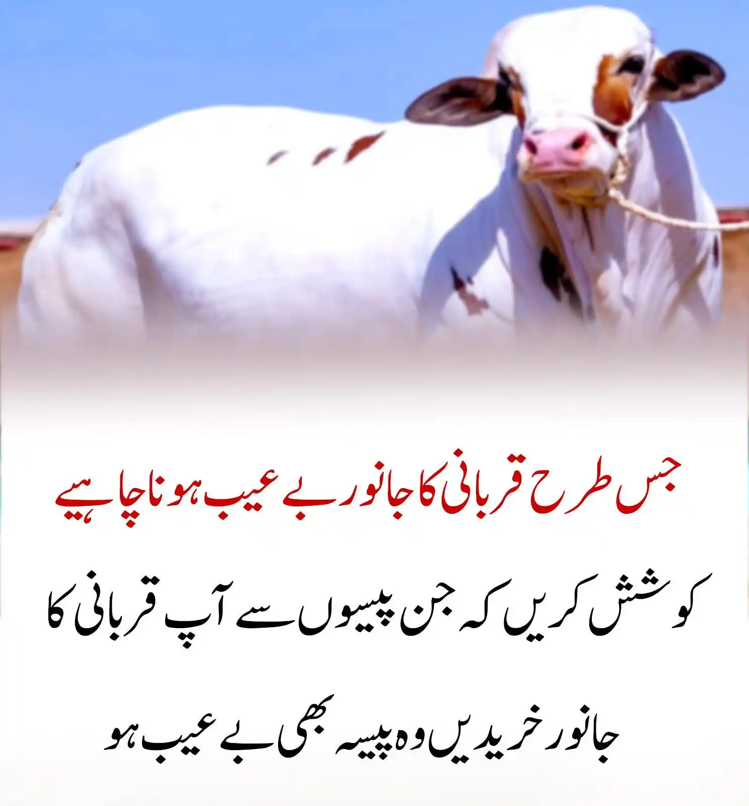 Image from 🌱اَلدِّيْنُ اَلنَّصِيْحَةُ🌱: جس طرح قربانی کا جانور بے عیب ہونا چاہیے... اسی طرح کوشش کریں کہ وہ پی...