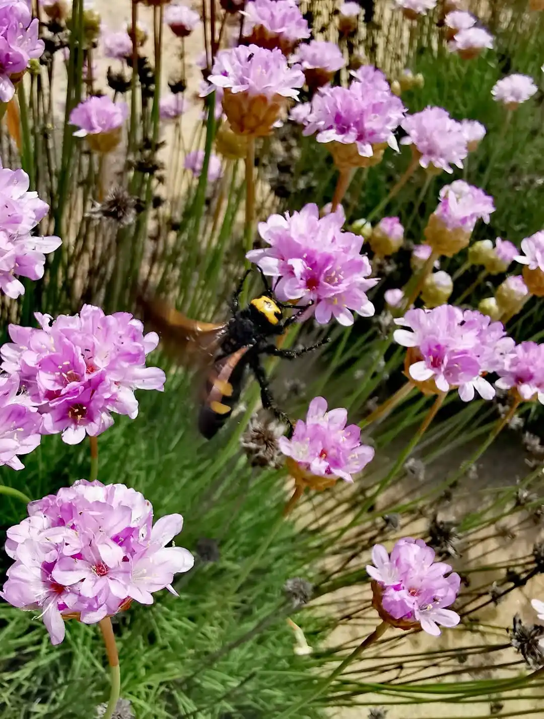 Image from Agenzia Fo.Re.S.T.A.S: 𝔽𝕠𝕥𝕠 𝕕𝕖𝕝 𝕘𝕚𝕠𝕣𝕟𝕠: 𝕝𝕠 𝕤𝕡𝕚𝕝𝕝𝕠𝕟𝕖 𝕕𝕚 𝕊𝕒𝕣𝕕𝕖𝕘�...