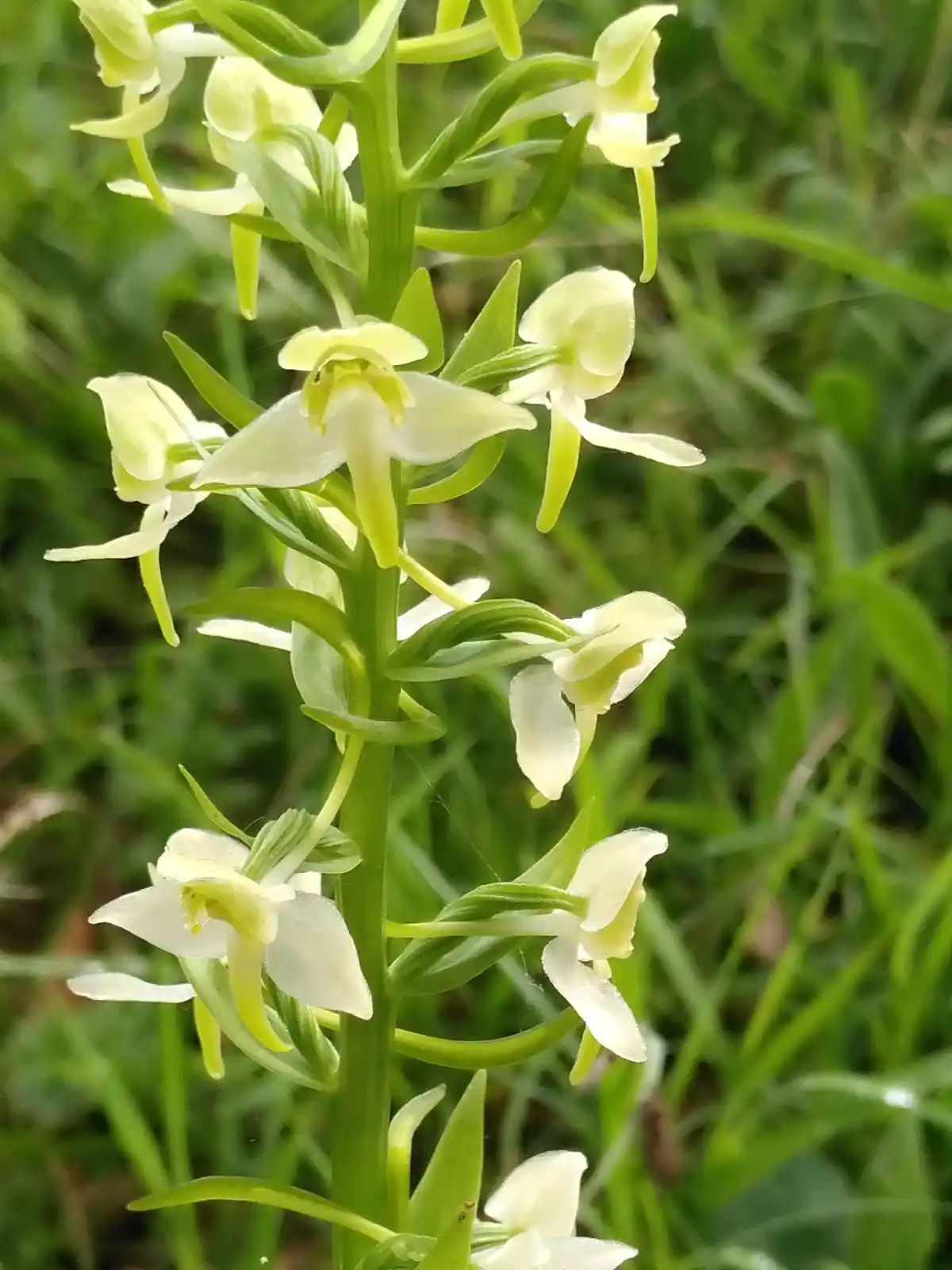 Image from Gemeinde Hasbergen: 🌿 *Nicht alles, was glänzt, ist Silber…* …aber ein echtes Naturerlebn...