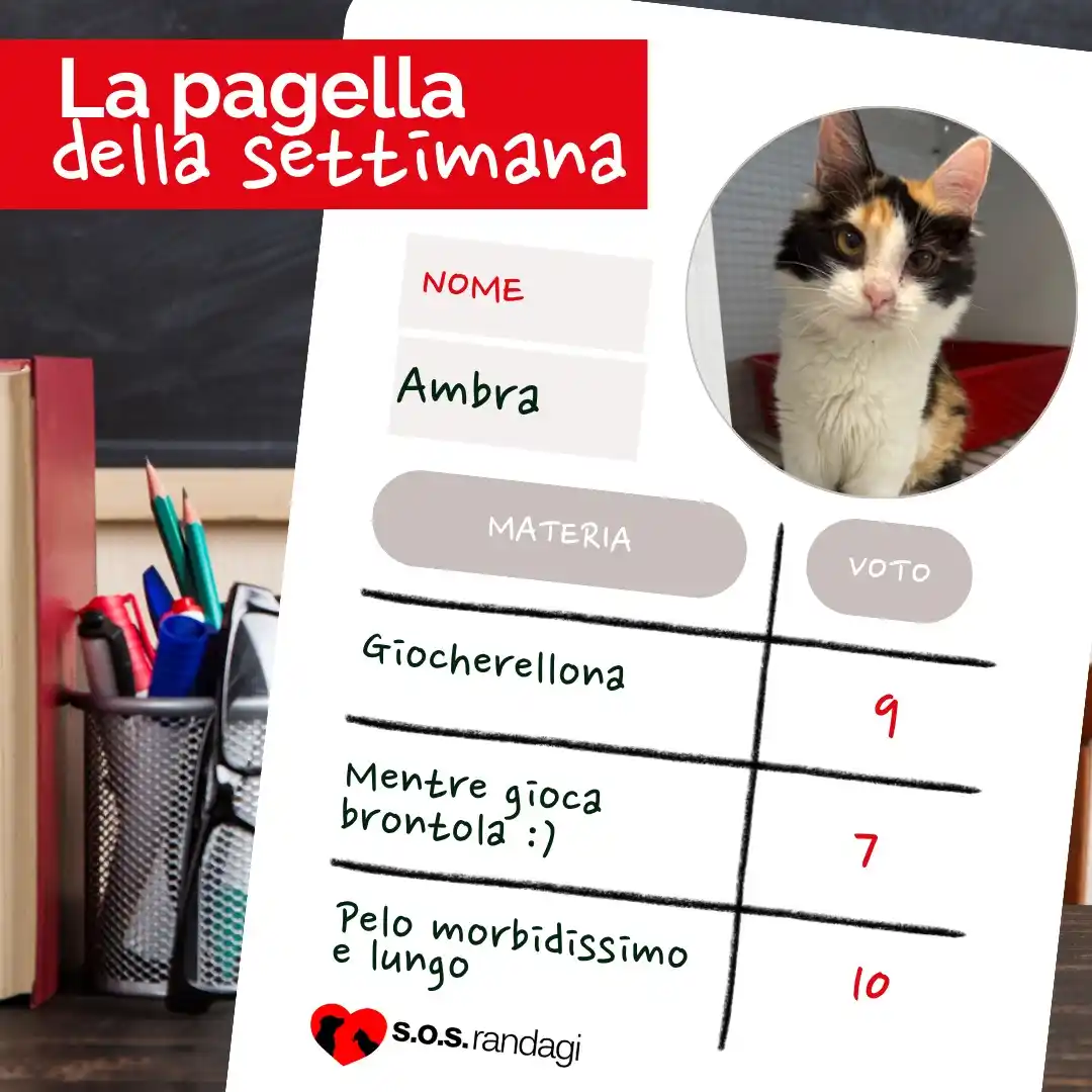 Image from sosrandagiodv: "Pagellata" della settimana è....   ...AMBRA!!!  Continuate a seguirci...