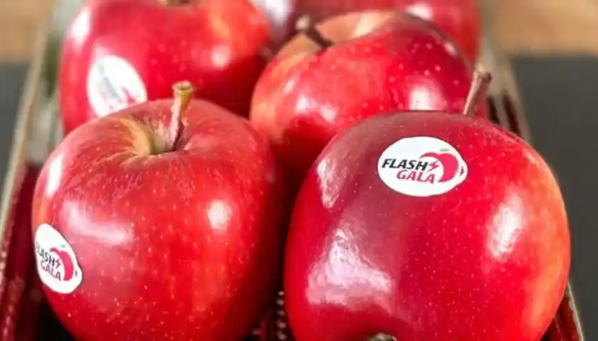 Image from Food Industry Connect by FW Africa: In just six years, Flash Gala apples from South Africa have gone from ...