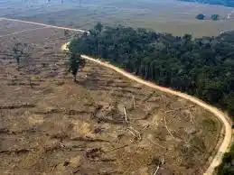 Image from Ideas Textuales: La deforestación avanza a un ritmo voraz en América Latina, arrastrand...