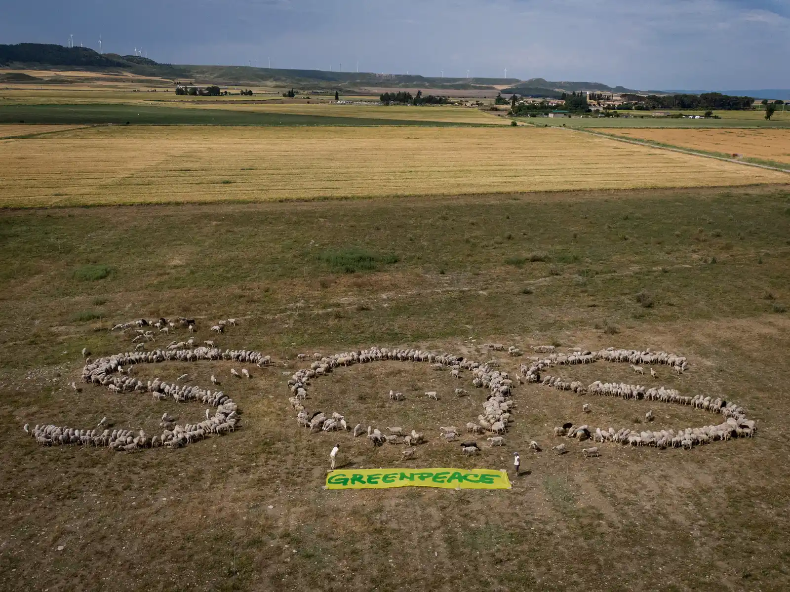 Actúa con Greenpeace 🌈☮️ post