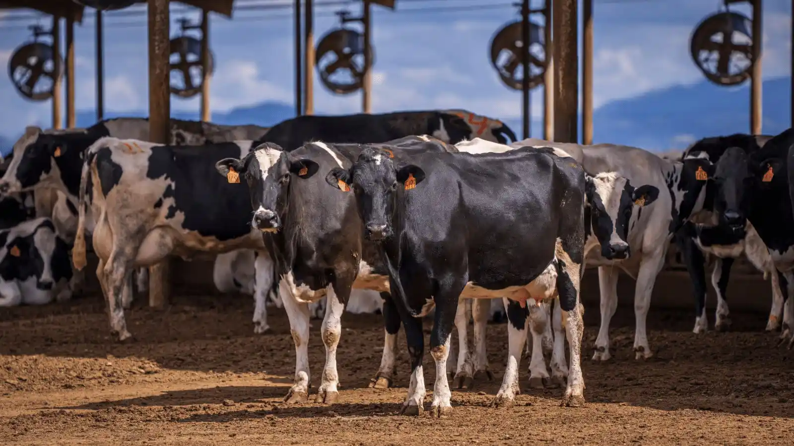 Image from Food Industry Connect by FW Africa: South Africa is racing to contain a widening epidemic of foot-and-mout...