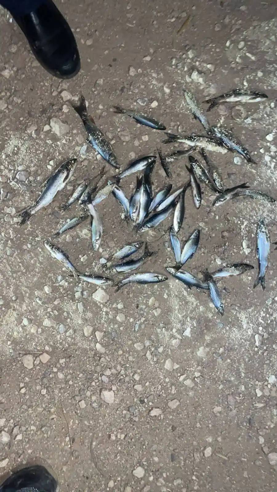 Image from جرش الأصالة: اسماك  نافقة في سيل الزرقاء وبلدية جرش تحذر ..    يهيب رئيس بلدية جرش ...