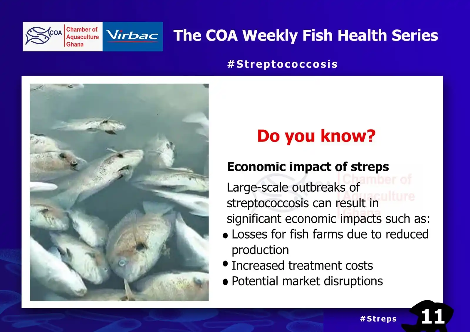 Image from Chamber of Aquaculture Ghana: COA Weekly Fish Health Series (11) <a class="text-blue-500 hover:under...