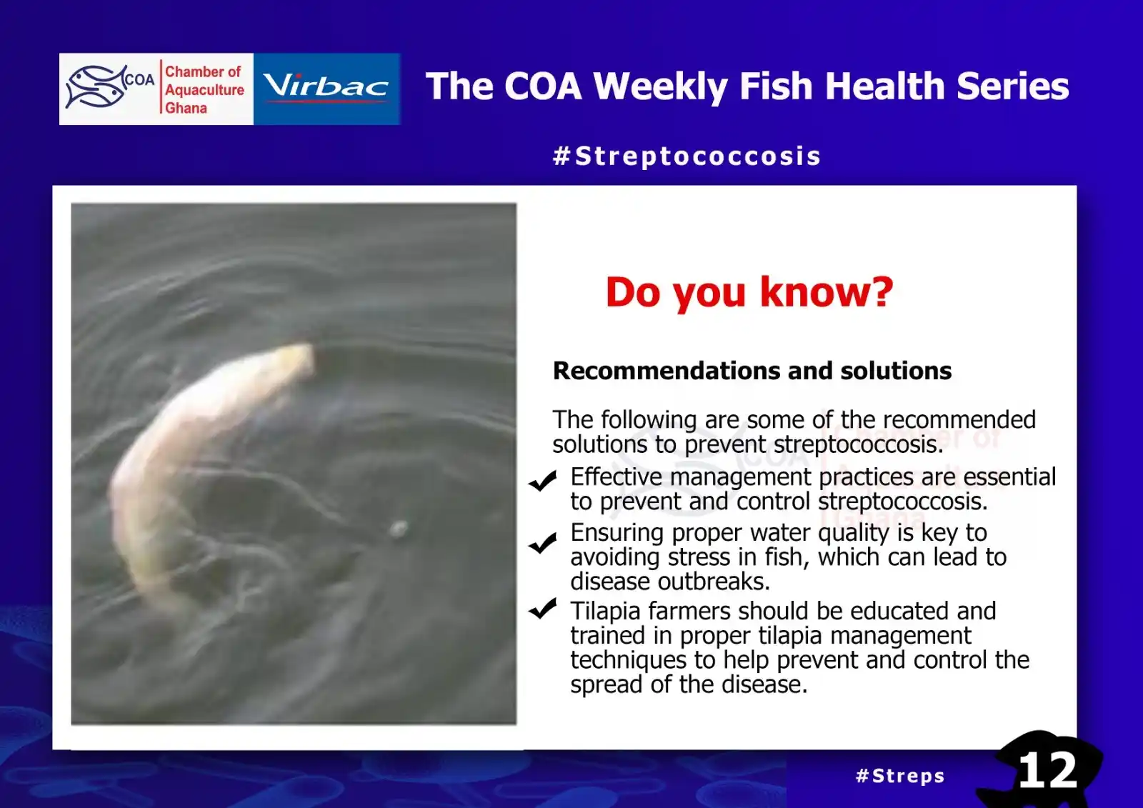 Image from Chamber of Aquaculture Ghana: COA Weekly Fish Health Series (12) <a class="text-blue-500 hover:under...