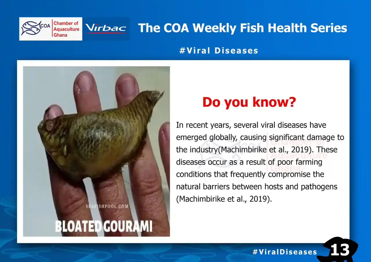 Image from Chamber of Aquaculture Ghana: COA Weekly Fish Health Series (13) <a class="text-blue-500 hover:under...