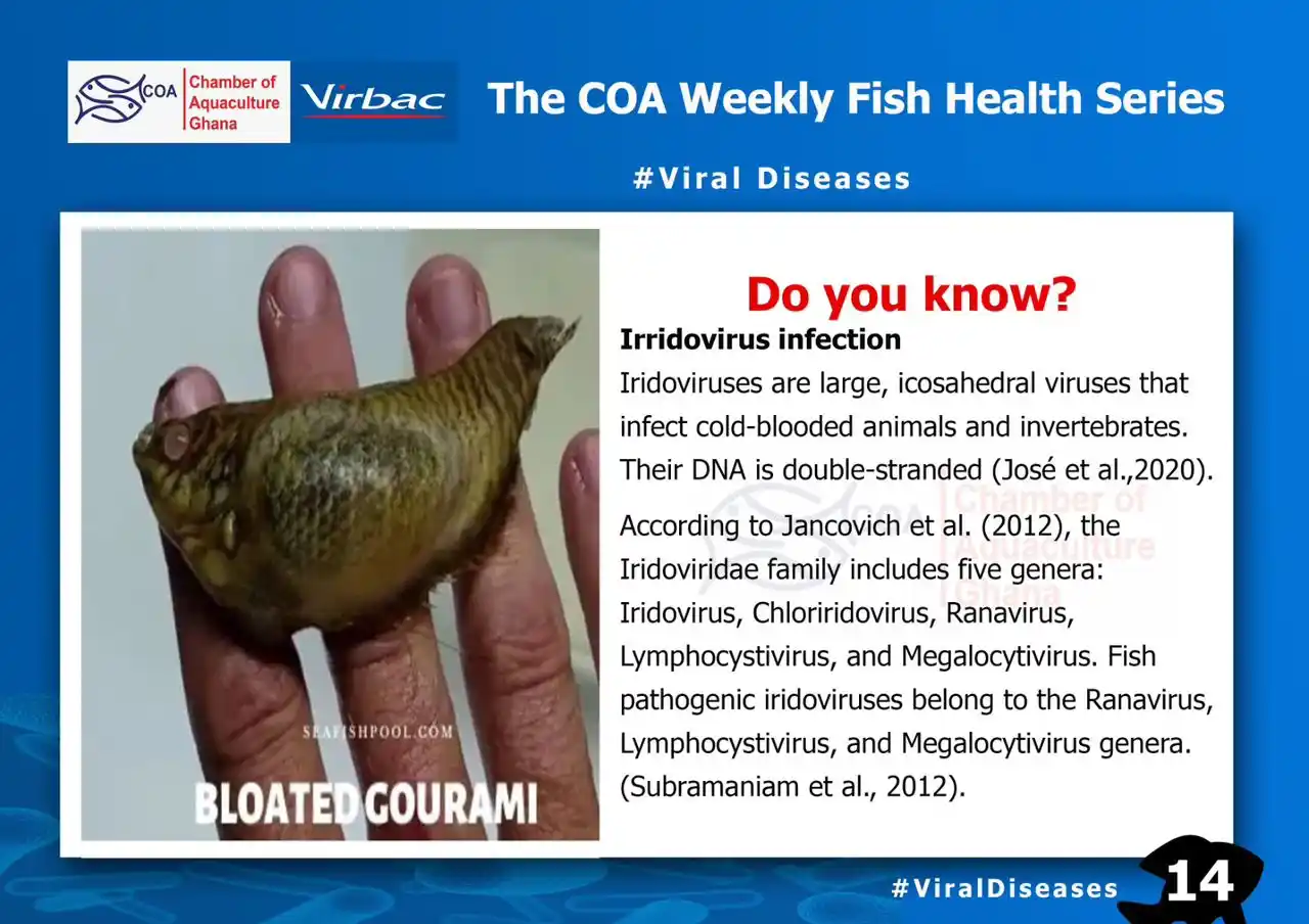 Image from Chamber of Aquaculture Ghana: COA Weekly Fish Health Series (14) <a class="text-blue-500 hover:under...