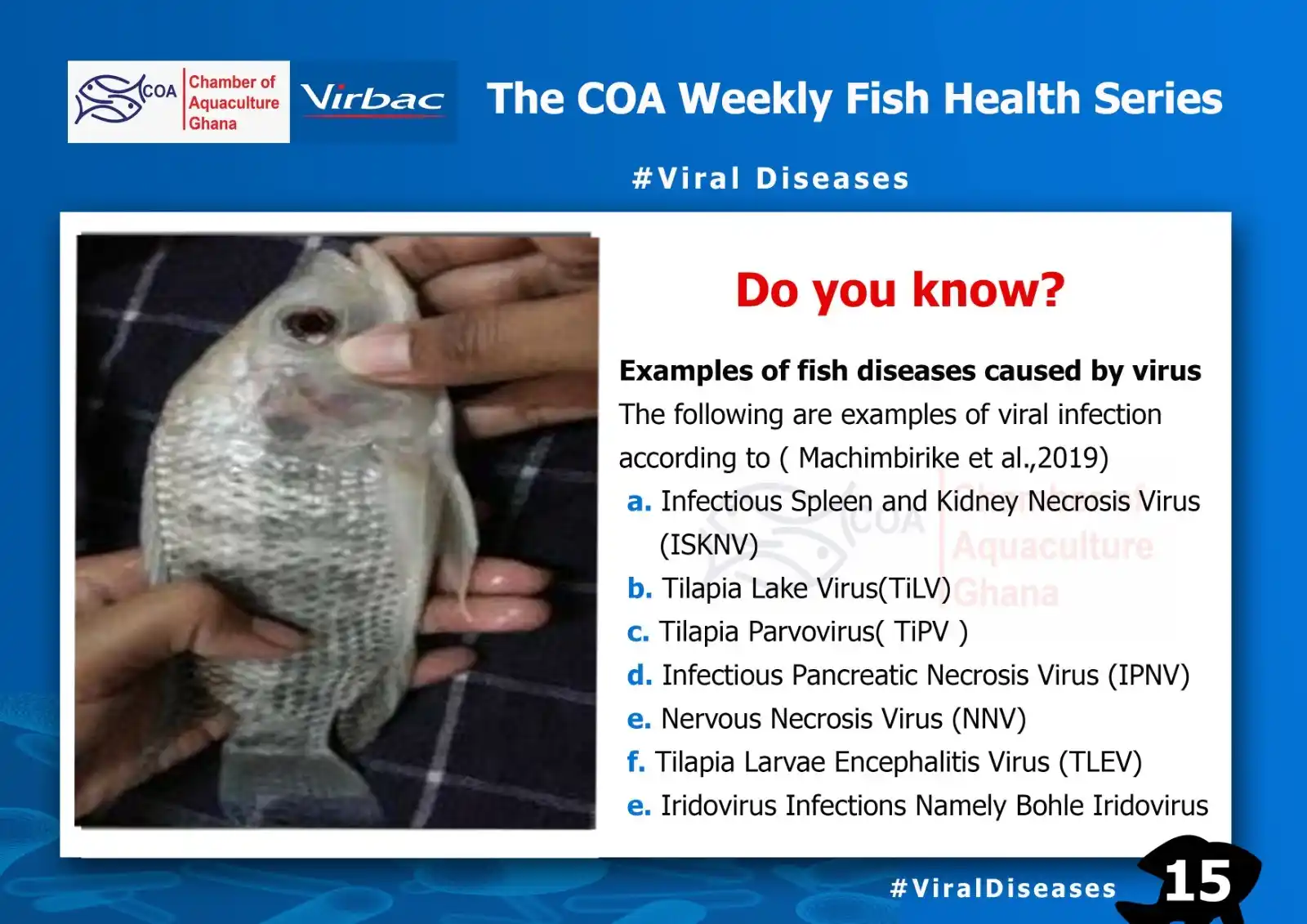 Image from Chamber of Aquaculture Ghana: COA Weekly Fish Health Series (15) <a class="text-blue-500 hover:under...