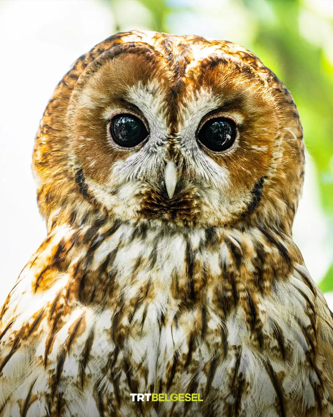 Image from TRT Belgesel: Doğanın gizemli bekçisi: Alaca Baykuş 🦉 Ormanlarda ve büyük parklarda...