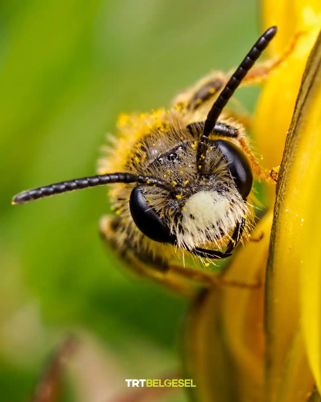 Image from TRT Belgesel: Dünya Arı Günü’nde arılara yakından bakalım mı? 👀 🐝 Çiçekler, meyve...
