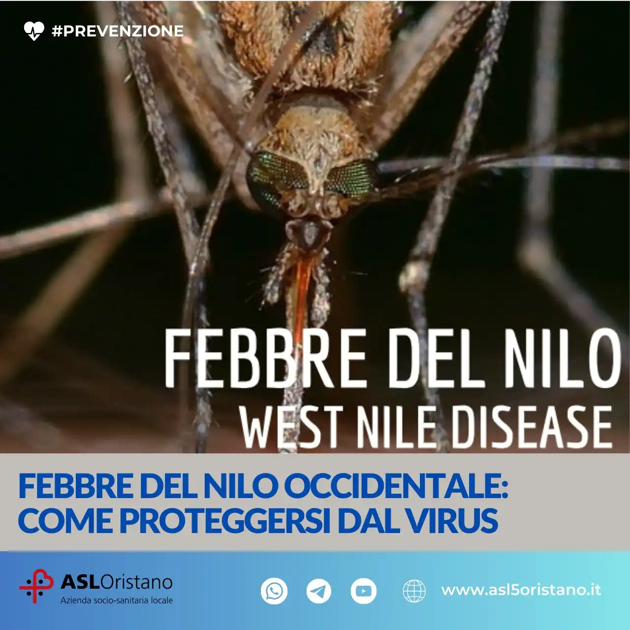 Image from Asl Oristano: 🦟 Febbre del Nilo, i consigli del dipartimento di Prevenzione della A...