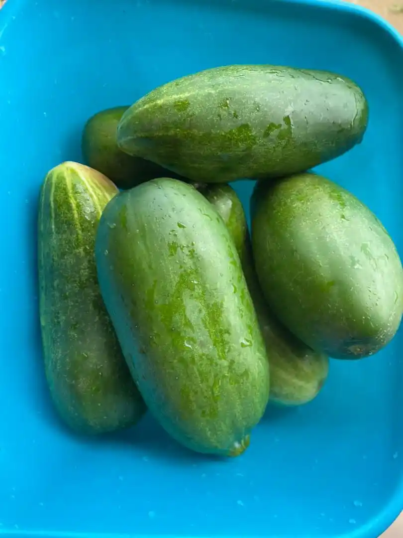 Image from Blessing Health Care: HEALTH BENEFITS OF CUCUMBER Cucumber is almost tasteless, but it's st...