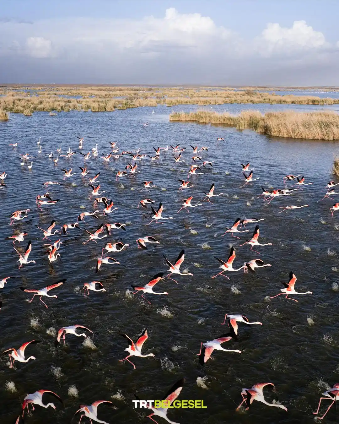 Image from TRT Belgesel: 🏞️ Konya’nın kuş cenneti olarak bilinen ve Türkiye’nin önemli sulak a...
