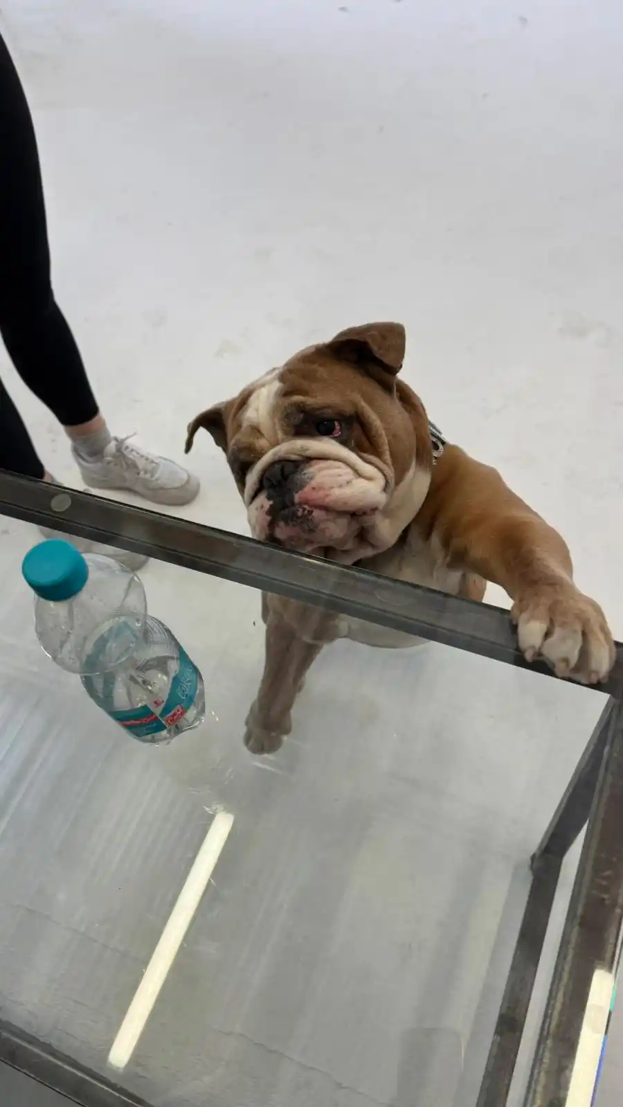 Image from Rick Azas: Was macht Butch da? 🤨 💭 mit Gedankenkraft die Flasche holen 🧗zur F...