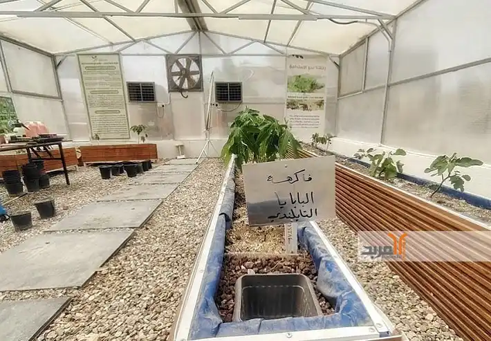 Image from المربد ALMirbad : "البابايا التايلندي والتين القبرصي والفلفل" تجربة زراعية بيئية في ذي ق...