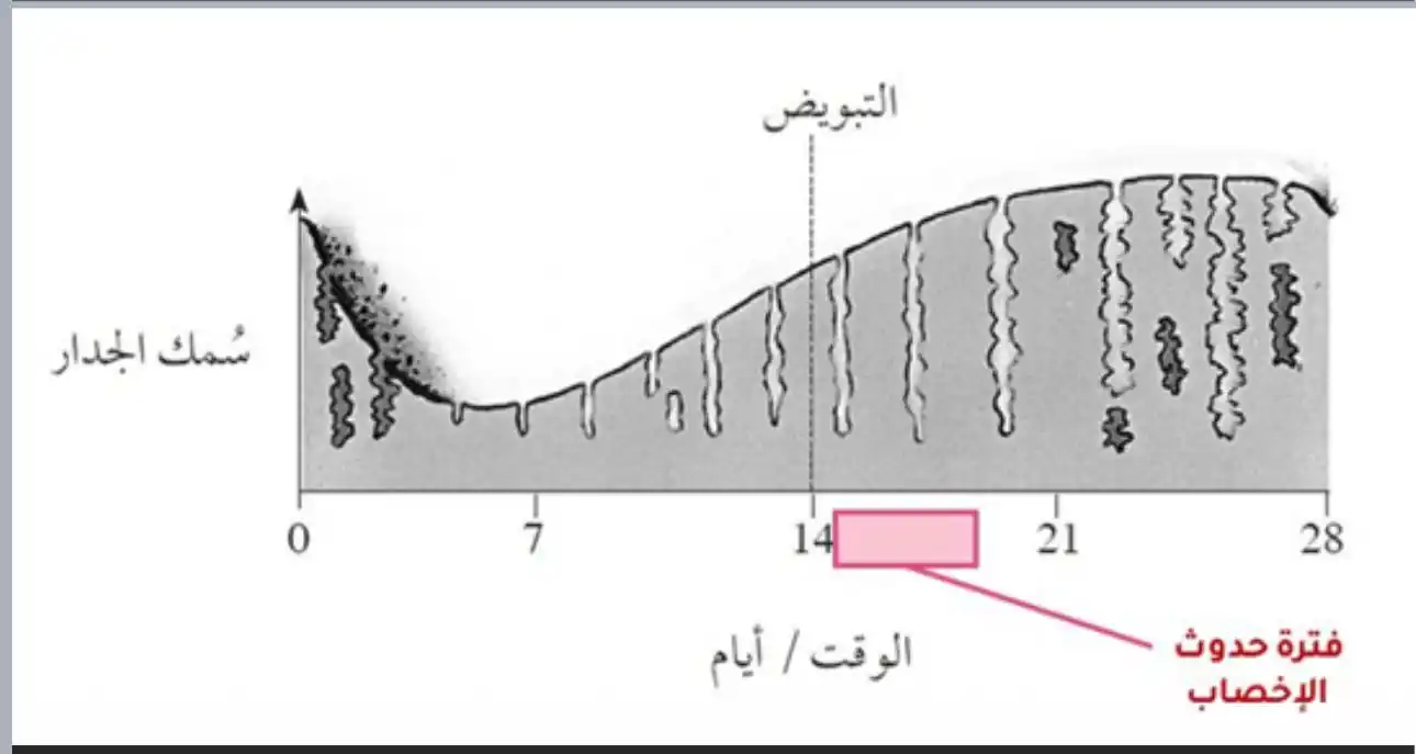 Image from مبدعو العلوم الصف الثامن : التبويض هو انطلاق البويضة داخل قناة البيض .. تحدث بعد 14 يوم من نزول ا...