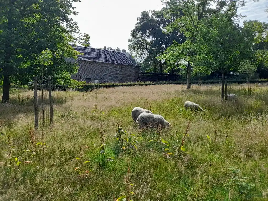 Image from #vanhtotz: Ruim 40 schapen staan binnenkort in voor het onderhoud van een aantal ...