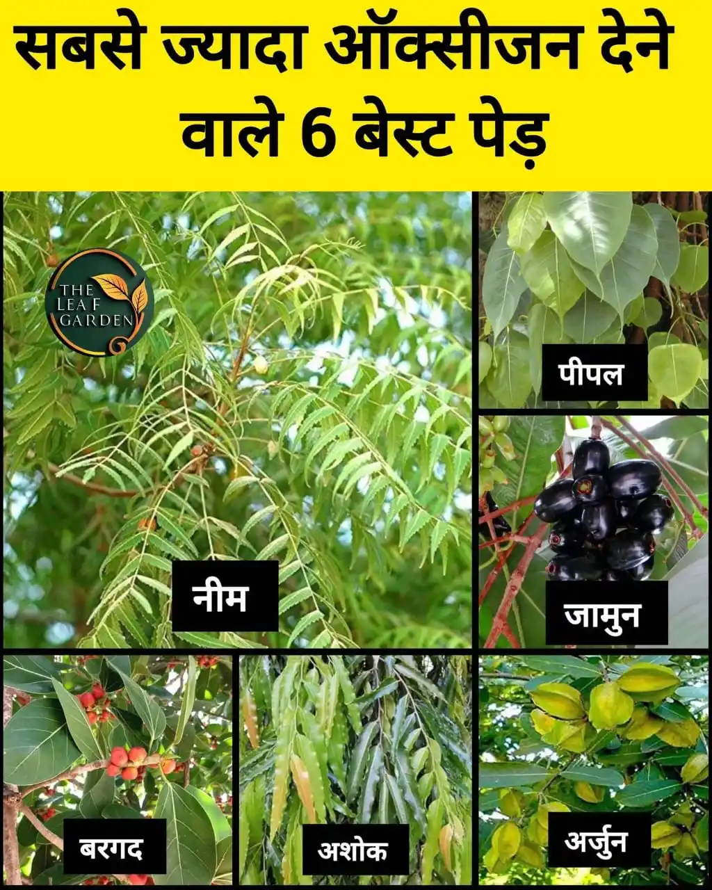 Image from Kosi Study📚✏: 6 पेड़ जिनसे बनती है सबसे ज्यादा ऑक्सीजन, जो रखते हैं पर्यावरण को शु...