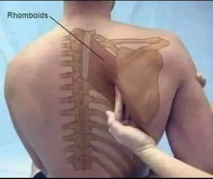 Image from منوعات مفيدة: 🍂الأبهر الوثاب ... هو مرض يصيب الفرد بآلام حادة في منطقة الكتفين وهو...