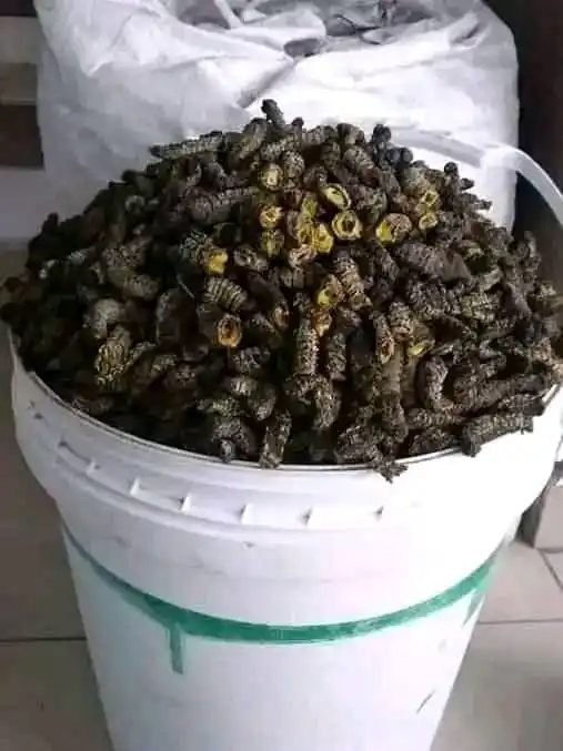 Image from Affordable Kariba Kapenta & Fish: Bucket re Madora - $38...