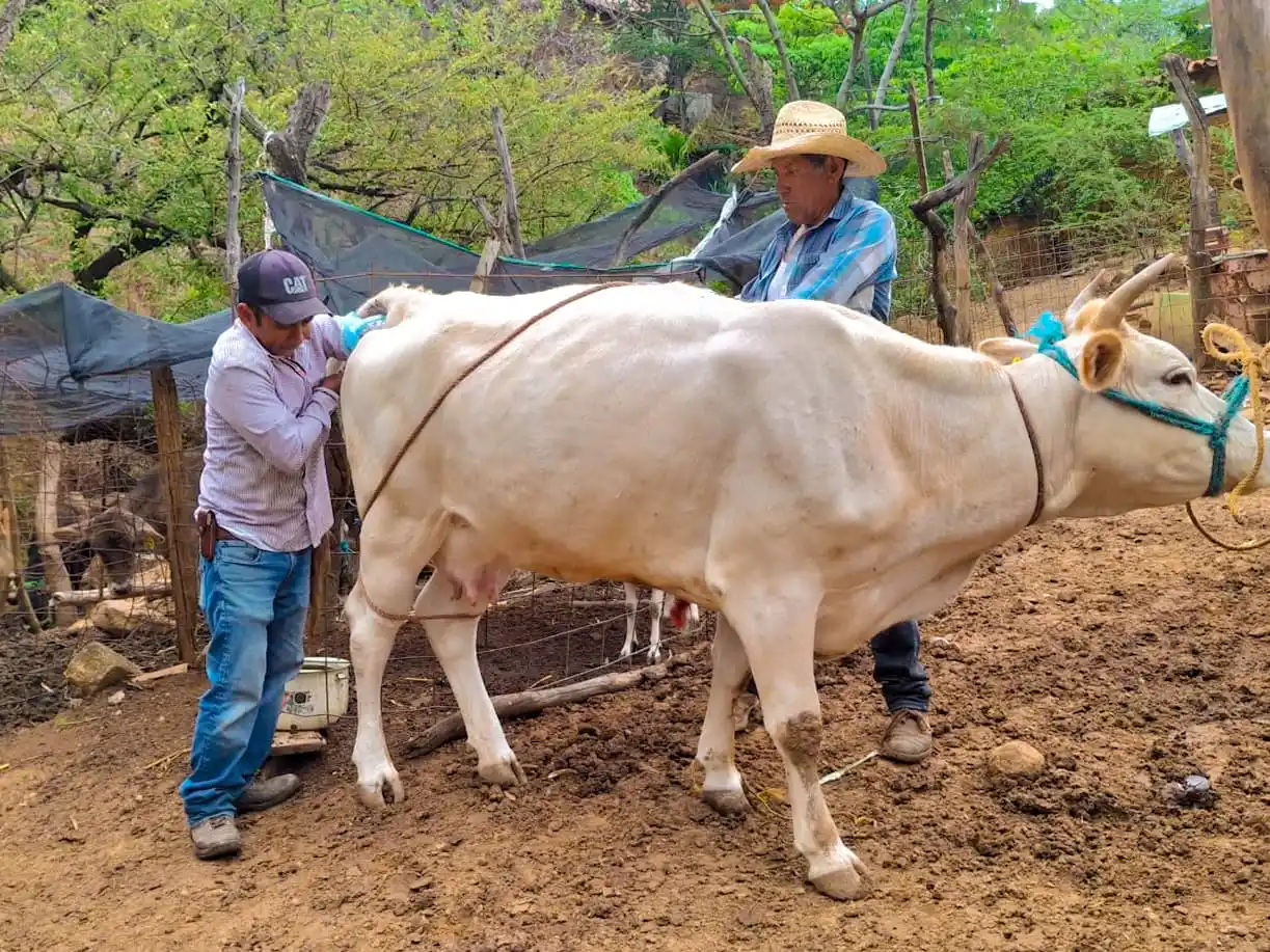 Image from SAGADEGRO: Con el propósito de fortalecer la actividad ganadera en la entidad, la...
