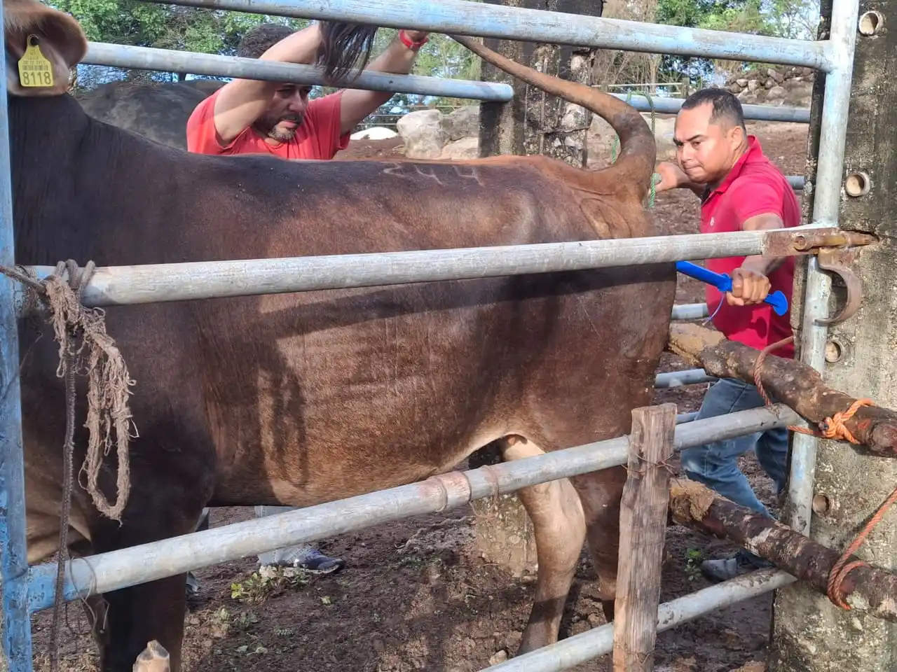Image from SAGADEGRO: Con el propósito de fortalecer la actividad ganadera en la entidad, la...