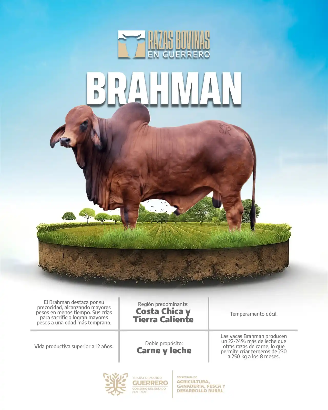 Image from SAGADEGRO: El ganado Brahman destaca por su crecimiento acelerado, logrando mayor...