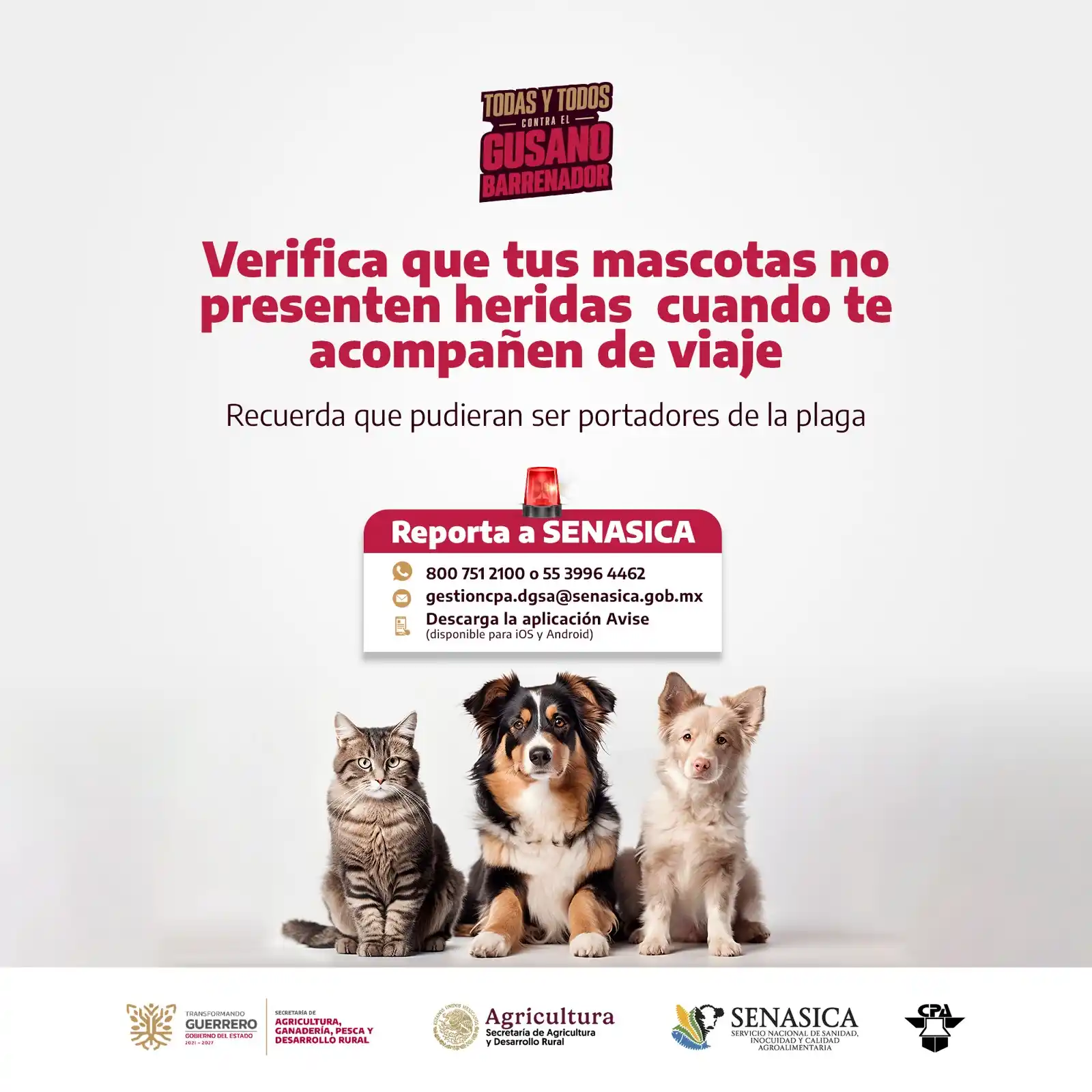 Image from SAGADEGRO: El gusano barrenador también afecta a tus mascotas. Protégelas y ayuda...