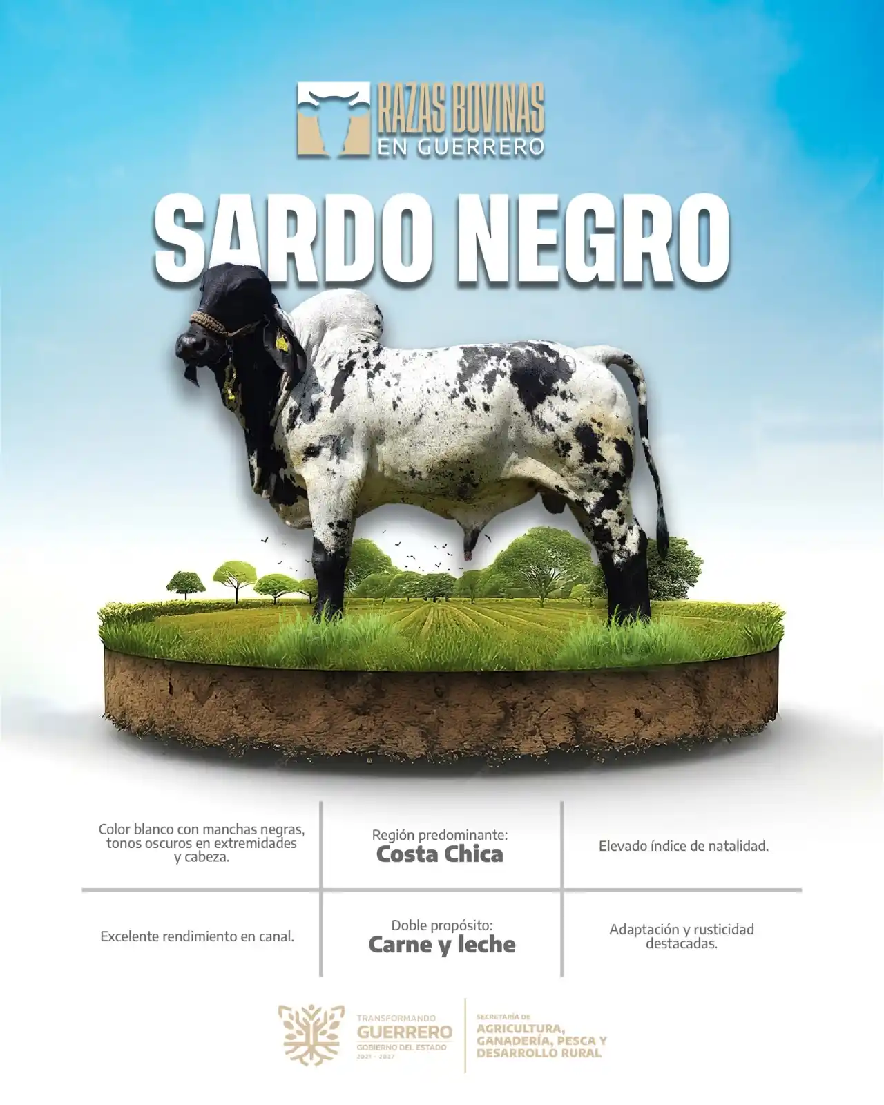 Image from SAGADEGRO: ¡El Sardo Negro es criado en tierras guerrerenses!  Este bovino destac...